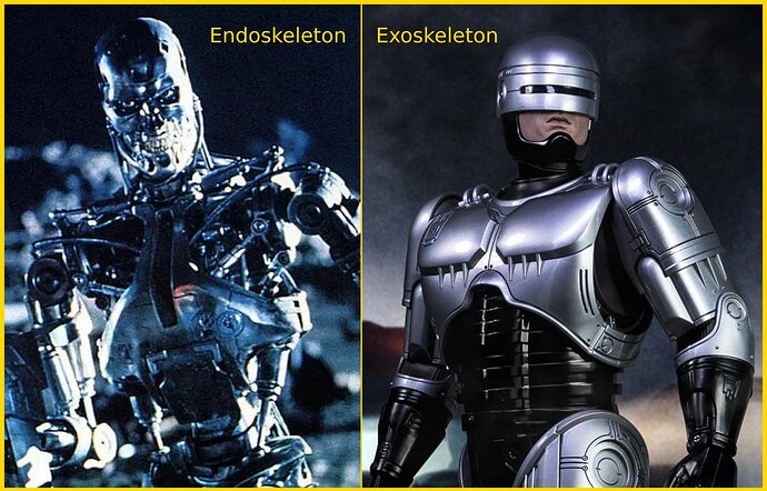 EN-EX-skeleton